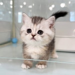 고양이분양 먼치킨 분양, 고양이분양포털 주세요닷컴 No1322866