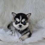 강아지분양 폼스키 분양, 강아지분양포털 주세요닷컴 No1324743