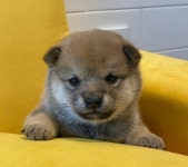 인천시강아지분양 시바견 분양, 강아지분양포털 주세요닷컴 No1326679