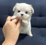 부산시강아지분양 말티즈 분양, 강아지분양포털 주세요닷컴 No1326867