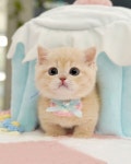 고양이분양 브리티쉬 먼치킨 랙돌 분양, 고양이분양포털 주세요닷컴 No1327916