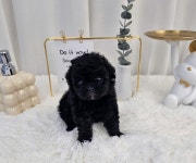 강아지분양 토이푸들 분양, 강아지분양포털 주세요닷컴 No1328684