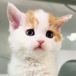 고양이분양 셀커크 렉스 분양, 고양이분양포털 주세요닷컴 No1330078