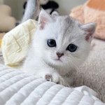 고양이분양 먼치킨 분양, 고양이분양포털 주세요닷컴 No1331173