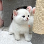 고양이분양 먼치킨,브리티시,노르웨이숲 등 분양, 고양이분양포털 주세요닷컴 No1331287