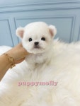 부산시강아지분양 비숑프리제 분양, 강아지분양포털 주세요닷컴 No1331369