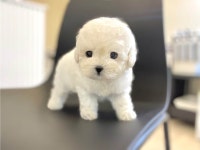 부산시강아지분양 ▶ 전국최저분양가 ◀ 분양, 강아지분양포털 주세요닷컴 No1331552