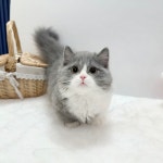 고양이분양 먼치킨 분양, 고양이분양포털 주세요닷컴 No1331571