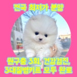 강아지분양 포메라니안 분양, 강아지분양포털 주세요닷컴 No1331734
