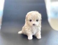 부산시강아지분양 ♥ 전국최저분양가 ♥ 분양, 강아지분양포털 주세요닷컴 No1331915