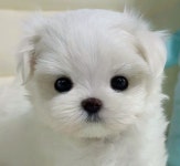 부산시강아지분양 말티즈 분양, 강아지분양포털 주세요닷컴 No1332346