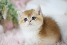 고양이분양 브리티쉬 숏헤어 분양, 고양이분양포털 주세요닷컴 No1334290