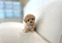 부산시강아지분양 ▶ 책임분양 ◀ 분양, 강아지분양포털 주세요닷컴 No1335292