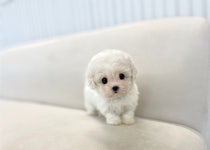 부산시강아지분양 ▶ 책임분양 ◀ 분양, 강아지분양포털 주세요닷컴 No1335421