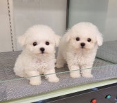 강아지분양 포메라니안.미니비숑 분양, 강아지분양포털 주세요닷컴 No1336196