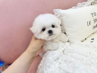 부산시강아지분양 비숑프리제 분양, 강아지분양포털 주세요닷컴 No1336170