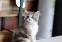 고양이분양 메인쿤 분양, 고양이분양포털 주세요닷컴 No1337298