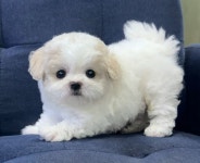 부산시강아지분양 비숑프리제 분양, 강아지분양포털 주세요닷컴 No1338461