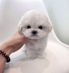 인천시강아지분양 비숑프리제 분양, 강아지분양포털 주세요닷컴 No1338599