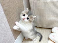 고양이분양 먼치킨,브리티시,노르웨이숲 등 분양, 고양이분양포털 주세요닷컴 No1340399