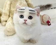 고양이분양 먼치킨 분양, 고양이분양포털 주세요닷컴 No1341005