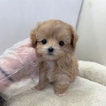 강아지분양 말티푸 분양, 강아지분양포털 주세요닷컴 No1342295