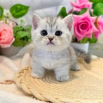 고양이분양 먼치킨 분양, 고양이분양포털 주세요닷컴 No1342651