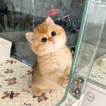 고양이분양 먼치킨,브리티시,노르웨이숲 등 분양, 고양이분양포털 주세요닷컴 No1343495