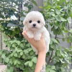 강아지분양 비숑프리제 분양, 강아지분양포털 주세요닷컴 No1344106