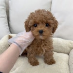 강아지분양 골든두들 분양, 강아지분양포털 주세요닷컴 No1343598