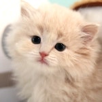 고양이분양 랙돌 / 노르웨이 숲 / 브리티쉬 롱헤어 분양, 고양이분양포털 주세요닷컴 No1344916