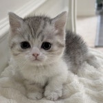 강아지무료분양 고양이무료분양 주세요닷컴