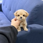 부산시강아지분양 비숑프리제 분양, 강아지분양포털 주세요닷컴 No1345107