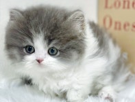 강아지무료분양 고양이무료분양 주세요닷컴