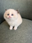 경기도고양이분양 렉돌 분양, 고양이분양포털 주세요닷컴 No1346317