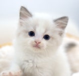 강아지무료분양 고양이무료분양 주세요닷컴