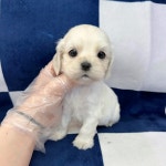 강아지무료분양 고양이무료분양 ZOO세요 주세요닷컴 세상 모든 반려동물 ZOO세요 - 세상 모든 반려동물 🐾