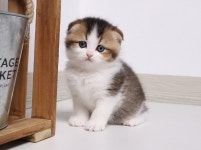 강아지무료분양 고양이무료분양 ZOO세요 주세요닷컴 세상 모든 반려동물 ZOO세요 - 세상 모든 반려동물 🐾