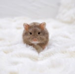 강아지무료분양 고양이무료분양 ZOO세요 주세요닷컴 세상 모든 반려동물 ZOO세요 - 세상 모든 반려동물 🐾
