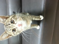 경상남도고양이무료분양 한국 고양이 무료분양, 고양이무료분양포털 주세요닷컴 No245521