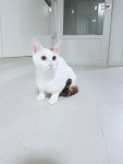 고양이무료분양 한국 고양이 무료분양, 고양이무료분양포털 주세요닷컴 No245881