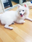서울 강아지무료분양 저패니즈스피츠 무료분양 강아지무료분양포털 주세요닷컴 No248246