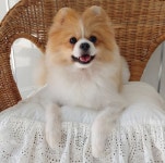 강아지무료분양 포메라니안 무료분양, 강아지무료분양포털 주세요닷컴 No248905