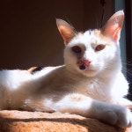 서울시고양이무료분양 한국 고양이 무료분양, 고양이무료분양포털 주세요닷컴 No249065