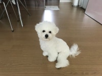 대구시강아지무료분양 비숑프리제 무료분양, 강아지무료분양포털 주세요닷컴 No256745
