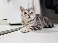 충청남도고양이무료분양 아메리칸 숏헤어 무료분양, 고양이무료분양포털 주세요닷컴 No258400