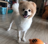전라남도강아지무료분양 품피츠 무료분양, 강아지무료분양포털 주세요닷컴 No260903