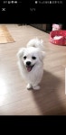 전라북도강아지무료분양 말티 스피츠 믹스 무료분양, 강아지무료분양포털 주세요닷컴 No262120