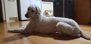 인천강아지무료분양 스탠다드 푸들 무료분양, 강아지무료분양포털 주세요닷컴 No265028