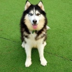 강아지무료분양 알래스카 말라뮤트 무료분양, 강아지무료분양포털 주세요닷컴 No265991